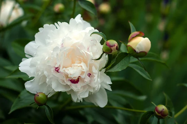 Groupe Pivoines Blanches Avec Des Bourgeons Impétueux Dans Jardin Pivoine — Photo