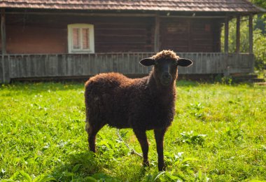 Koyun yakınındaki dağlarda eski ahşap ev yeşil mera üzerinde otlatmak. Çiftlikte Genç kahverengi koyun otlatmaya.