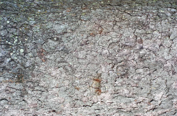Präglade Konsistens Bark Gran Övergripande Bild Tree Bark Textur Lättnad — Stockfoto