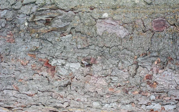 Embossed texture of the bark of fir. Horizontal photo of a tree bark texture. Relief creative texture of an old fir bark.