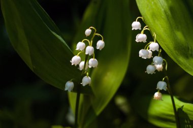Lily Vadi (Convallria) çiçek bahar ormanın içinde. Güzel Mayıs-lily bahçede çiçek açan.