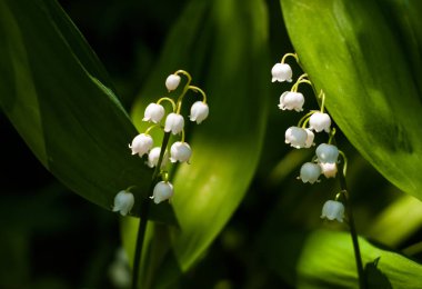 Lily Vadi (Convallria) çiçek bahar ormanın içinde. Güzel Mayıs-lily bahçede çiçek açan.