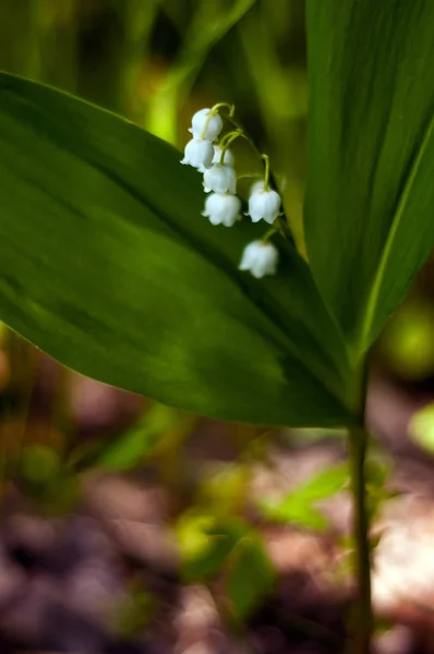Lys Vallée Convallria Fleurissent Dans Forêt Printemps Belle Floraison Lis — Photo