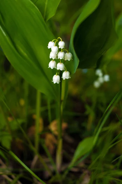 Lys Vallée Convallria Fleurissent Dans Forêt Printemps Belle Floraison Lis — Photo