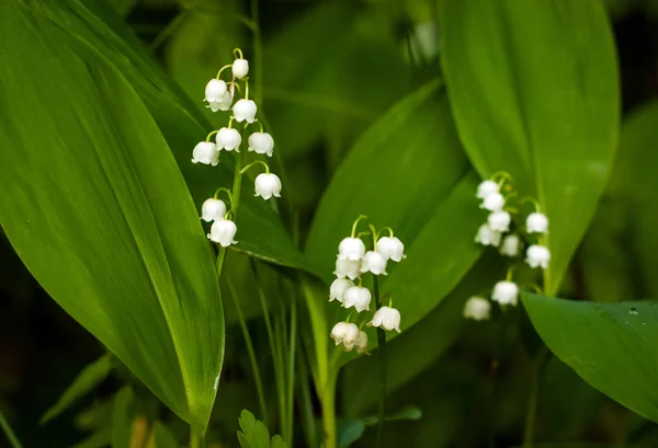 Lys Vallée Convallria Fleurissent Dans Forêt Printemps Belle Floraison Lis — Photo