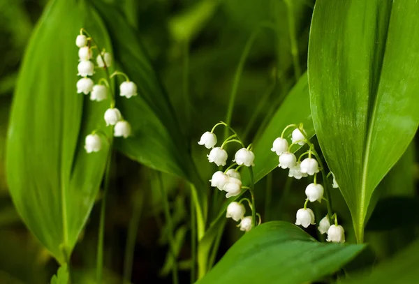 Lys Vallée Convallria Fleurissent Dans Forêt Printemps Belle Floraison Lis — Photo