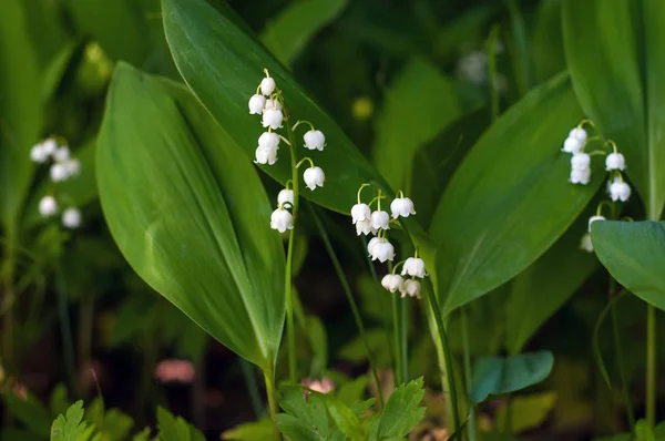 Lys Vallée Convallria Fleurissent Dans Forêt Printemps Belle Floraison Lis — Photo