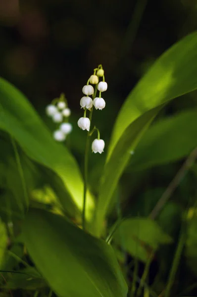 Lys Vallée Convallria Fleurissent Dans Forêt Printemps Belle Floraison Lis — Photo