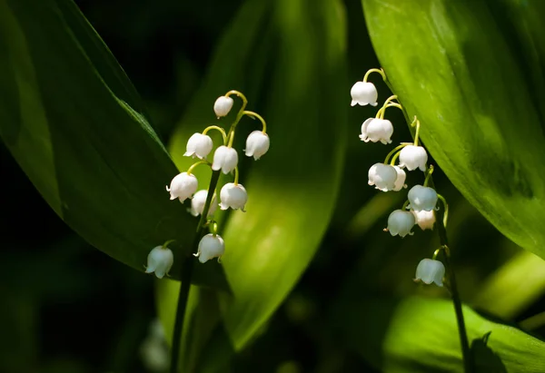 Lily Vadi Convallria Çiçek Bahar Ormanın Içinde Güzel Mayıs Lily — Stok fotoğraf