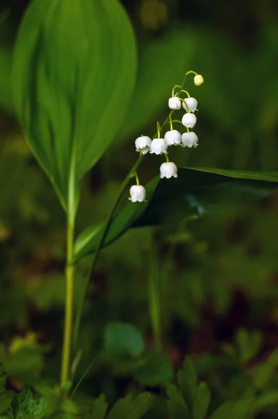 Lys Vallée Convallria Fleurissent Dans Forêt Printemps Belle Floraison Lis — Photo