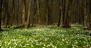 Güneşli bir gün ormanda Anemone nemorosa çiçek. Ahşap anemon çiçeği, windflower, lale. Mavi ve beyaz çiçekler ile muhteşem yeşil orman. Güzel yaz orman manzara.