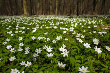 Güneşli bir gün ormanda Anemone nemorosa çiçek. Ahşap anemon çiçeği, windflower, lale. Mavi ve beyaz çiçekler ile muhteşem yeşil orman. Güzel yaz orman manzara.