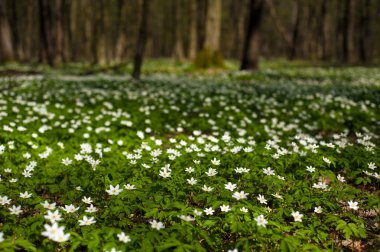 Güneşli bir gün ormanda Anemone nemorosa çiçek. Ahşap anemon çiçeği, windflower, lale. Mavi ve beyaz çiçekler ile muhteşem yeşil orman. Güzel yaz orman manzara.