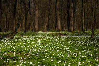 Güneşli bir gün ormanda Anemone nemorosa çiçek. Ahşap anemon çiçeği, windflower, lale. Mavi ve beyaz çiçekler ile muhteşem yeşil orman. Güzel yaz orman manzara.