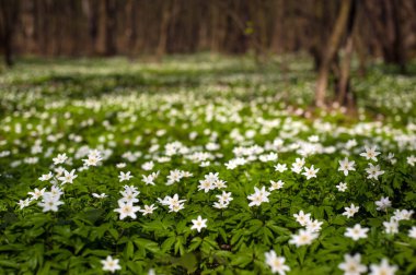 Güneşli bir gün ormanda Anemone nemorosa çiçek. Ahşap anemon çiçeği, windflower, lale. Mavi ve beyaz çiçekler ile muhteşem yeşil orman. Güzel yaz orman manzara.