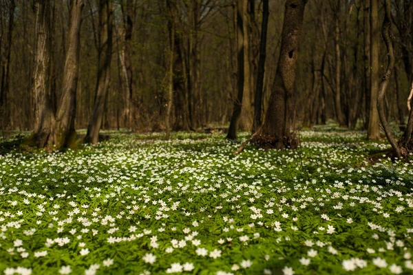 Anemone nemorosa flower in the forest in the sunny day. Wood anemone, windflower, thimbleweed. Fabulous green forest with blue and white flowers. Beautiful summer forest landscape.