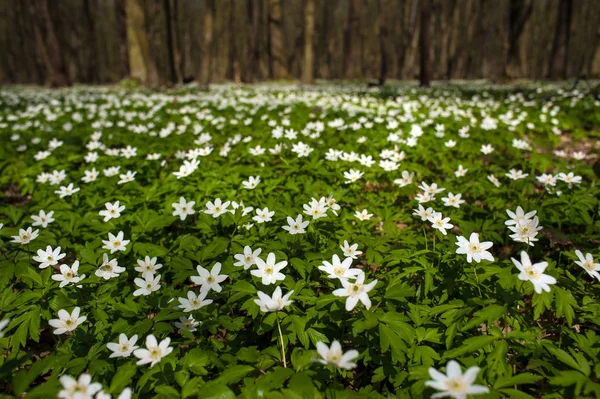 Anemone nemorosa flower in the forest in the sunny day. Wood anemone, windflower, thimbleweed. Fabulous green forest with blue and white flowers. Beautiful summer forest landscape.