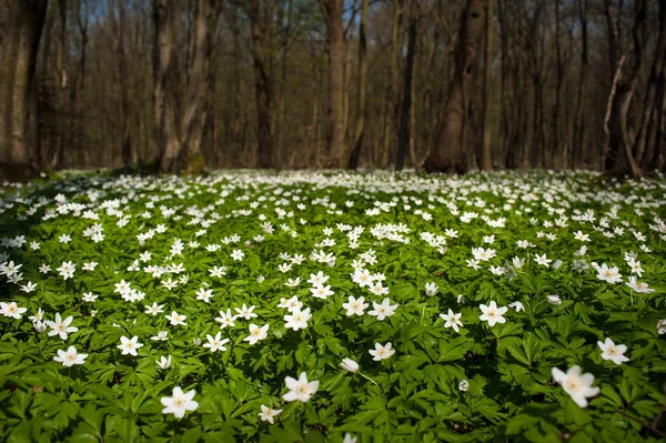 Anemone nemorosa flower in the forest in the sunny day. Wood anemone, windflower, thimbleweed. Fabulous green forest with blue and white flowers. Beautiful summer forest landscape.