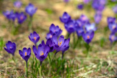Alp çiğdemler çiçeği dağın zirvesinde Karpatlar dağlarında. Taze güzel mor çiğdemler. Mavi çiğdem yaz aylarında çiçeklenme.