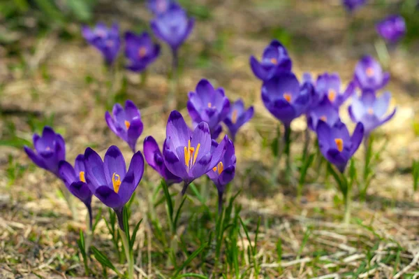 Alpine Crocuses Blossom Mountains Carpathians Top Mountain Fresh Beautiful Purple — Stock Photo, Image