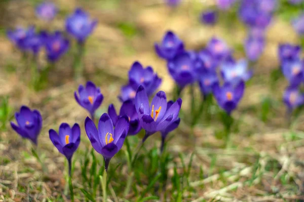 Alpine Crocuses Blossom Mountains Carpathians Top Mountain Fresh Beautiful Purple — Stock Photo, Image
