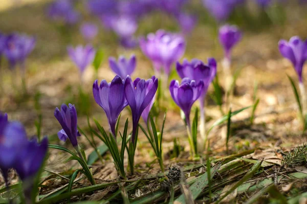 Alpine Crocuses Blossom Mountains Carpathians Top Mountain Fresh Beautiful Purple — Stock Photo, Image