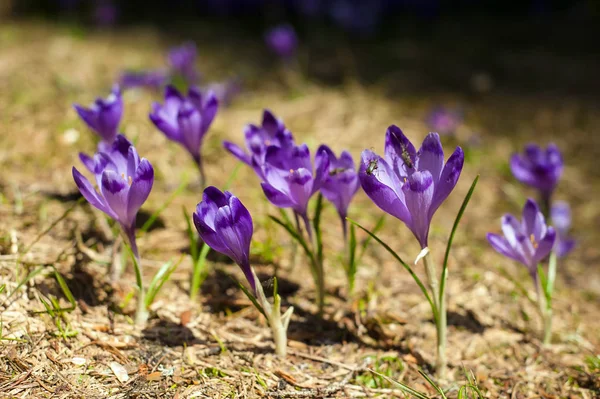 Alpine Crocuses Blossom Mountains Carpathians Top Mountain Fresh Beautiful Purple — Stock Photo, Image