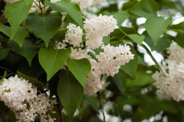 Bush, doğal bir arka plan üzerinde beyaz leylak (Syrnga). Leylak beyaz çiçek açması brunch yakın çekim.