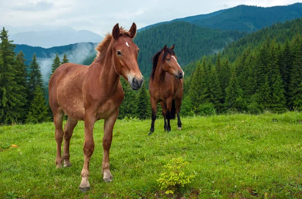 Grazende Paard Hoge Land Grasland Karpaten Regen Foto Van Een — Stockfoto
