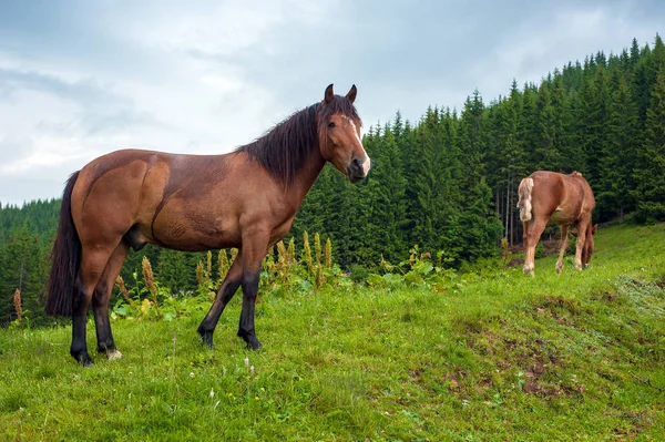 Grazing horse at high-land pasture at Carpathian Mountains after rain. Picture of beautiful green pasture on a background of mountains.