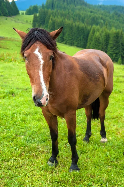 Grazing Horse High Land Pasture Carpathian Mountains Rain Picture Beautiful — Stock Photo, Image