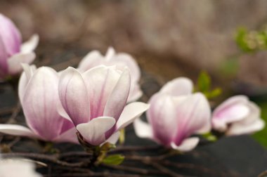 Pembe çiçek açan Manolya görmek. Güzel bahar bloom Manolya tulip ağaçlar için pembe çiçekler.