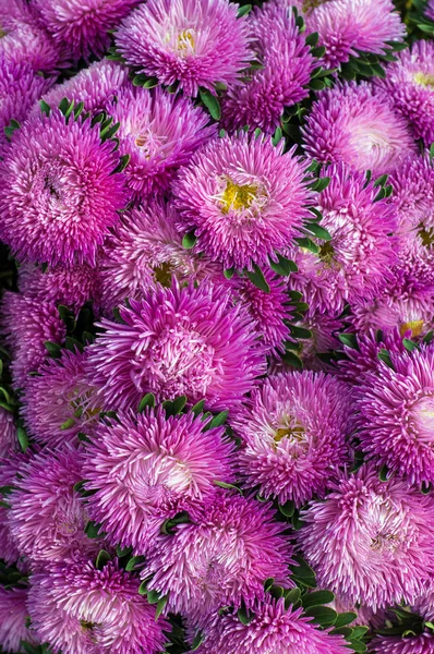 Frilly purple asters in the summer garden. A bouquet of blooming Callistephus chinensis. Lush fresh magenta flowers asters growing in the flower bed.