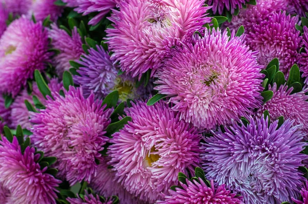 在夏季花园中的褶边紫色紫苑 一束盛开的翠菊 茂盛的新鲜洋红花紫苑在花坛里生长 — 图库照片
