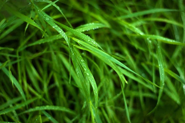 Frisches Grünes Gras Mit Tautropfen Aus Nächster Nähe Wasser Tropft — Stockfoto