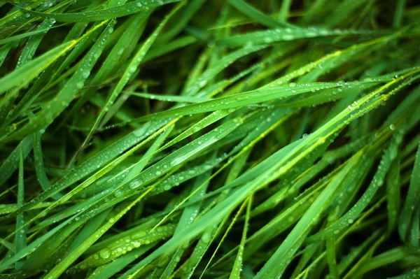 Fresh green grass with dew drops close up. Water drops on the fresh grass after rain. Light morning dew on the green grass.