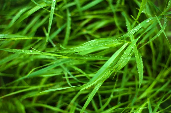 露と新鮮な緑の草が閉じます 雨の後 新鮮な草の上に水が落ちる 緑の草の上の薄い朝の露 — ストック写真