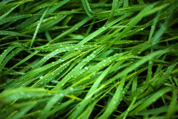 Свіжа Зелена Трава Краплями Роси Крупним Планом Вода Падає Свіжу — стокове фото