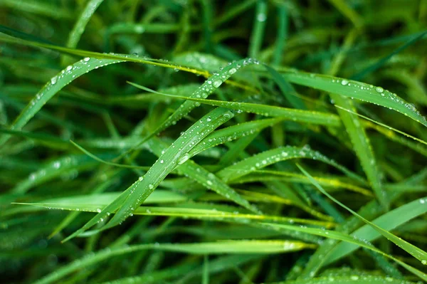 Fresh green grass with dew drops close up. Water drops on the fresh grass after rain. Light morning dew on the green grass.