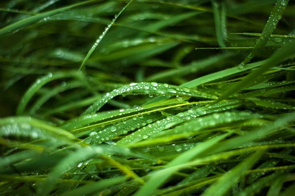 Fresh green grass with dew drops close up. Water drops on the fresh grass after rain. Light morning dew on the green grass.