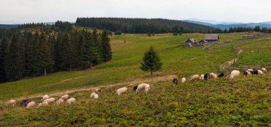 Koyun sürüsü otlatmak dağlarda Yeşil Mera üzerinde. Çiftlikte Genç beyaz ve kahverengi koyun otlatmaya.