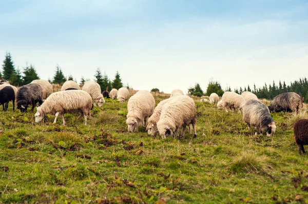 Herd Sheep Graze Green Pasture Mountains Young White Brown Sheep — Stock Photo, Image