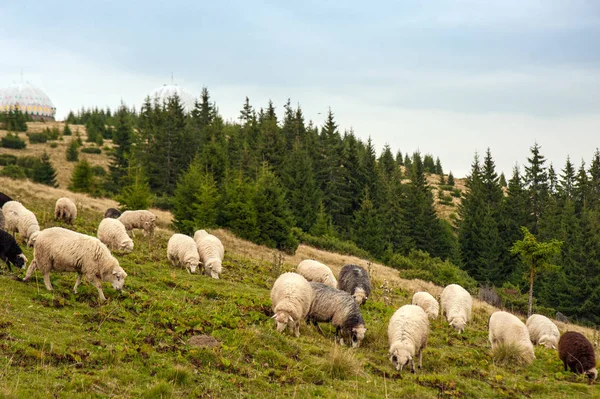 Herd of sheep graze on green pasture in the mountains. Young white and brown sheep graze on the farm.