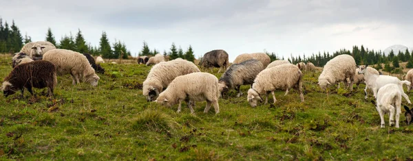 Herd Sheep Graze Green Pasture Mountains Young White Brown Sheep — Stock Photo, Image