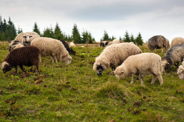 Стадо Овец Пасутся Зеленом Пастбище Горах Молодые Белые Коричневые Овцы — стоковое фото