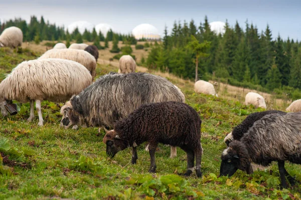 Стадо Овец Пасутся Зеленом Пастбище Горах Молодые Белые Коричневые Овцы — стоковое фото