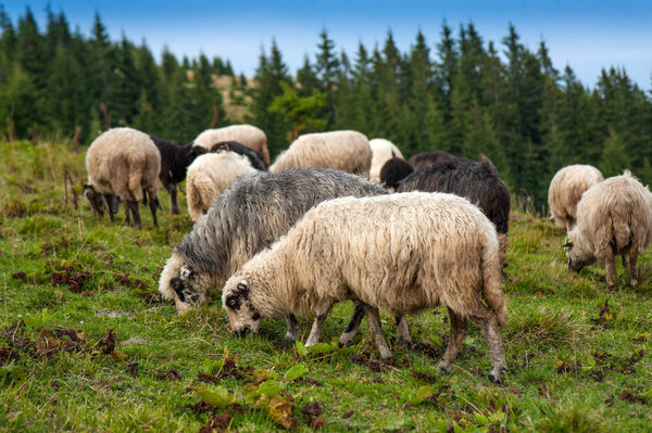 Herd of sheep graze on green pasture in the mountains. Young white and brown sheep graze on the farm.
