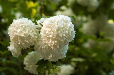Çin snowball Kartopu çiçeği çiçek başları karlı. Yaz bahçesinde güzel beyaz çiçeklerin çiçek açmış. Beyaz çiçek dalları üzerinde hassas mağaralar.