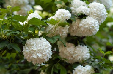 Çin snowball Kartopu çiçeği çiçek başları karlı. Yaz bahçesinde güzel beyaz çiçeklerin çiçek açmış. Beyaz çiçek dalları üzerinde hassas mağaralar.