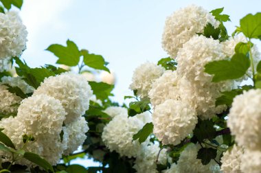 Çin snowball Kartopu çiçeği çiçek başları karlı. Yaz bahçesinde güzel beyaz çiçeklerin çiçek açmış. Beyaz çiçek dalları üzerinde hassas mağaralar.